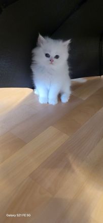 4 Reinrassige Perserkitten