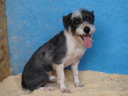 Oreo, total freundlicher und aufgeschlossener kleiner Kerl, der Freude ins Haus bringt, 2J, 28cm