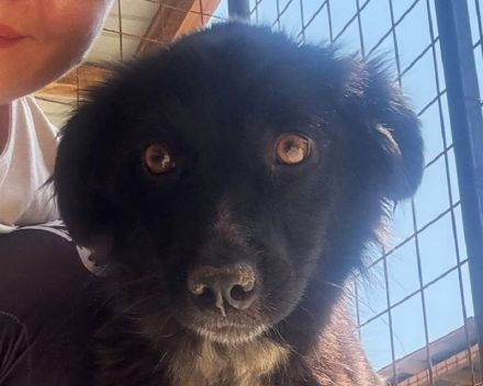 Penny, fröhliche, familiengeignete Mischlingshündin sucht einen schönes Für-Immer Zuhause, 1J, 43 cm
