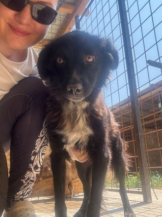 Penny, fröhliche, familiengeignete Mischlingshündin sucht einen schönes Für-Immer Zuhause, 1J, 43 cm