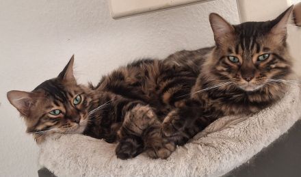 Bengal-Kater Pärchen