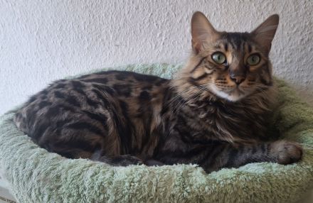 Bengal-Kater Pärchen