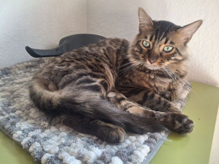 Bengal-Kater Pärchen