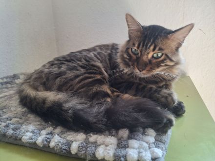Bengal-Kater Pärchen