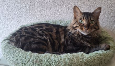 Bengal-Kater Pärchen