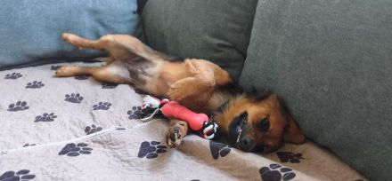 Pinky, zuckersüße, kleine Hündin auf der Suche nach aktiven Menschen und Abenteuer, 6M, 38cm