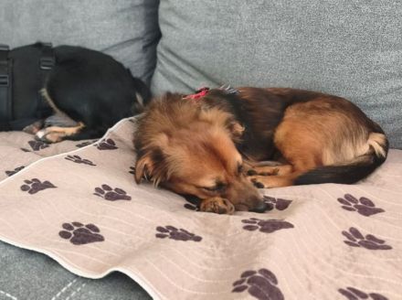 Pinky, zuckersüße, kleine Hündin auf der Suche nach dem schönen Leben, 6M, 35cm