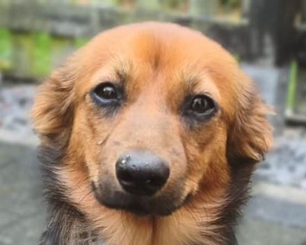 Pinky, zuckersüße, kleine Hündin auf der Suche nach dem schönen Leben, 6M, 35cm