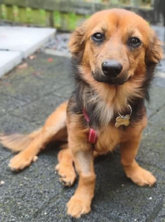 Pinky, zuckersüße, kleine Hündin auf der Suche nach dem schönen Leben, 6M, 35cm