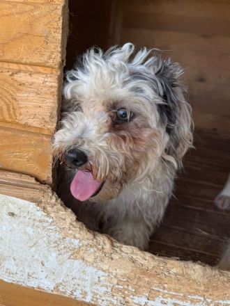 Smiley, kleiner Bichon-Mischling hat sein Zuhause verloren und sucht nun eine neue Bleibe, 1J, 25cm