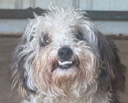 Smiley, kleiner Bichon-Mischling hat sein Zuhause verloren und sucht nun eine neue Bleibe, 1J, 25cm