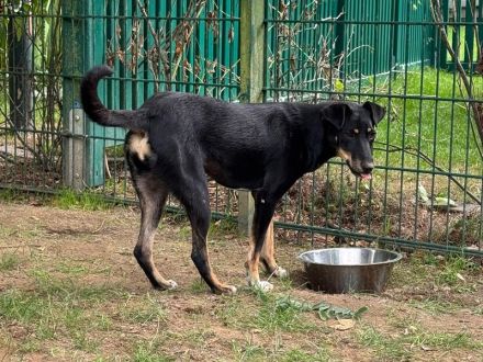 Kati, wer schenkt einer lieben, katzenverträglichen, agilen Hündin ein Zuhause,? 1,5J, 44cm