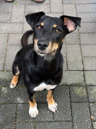 Kati, wer schenkt einer lieben, katzenverträglichen, agilen Hündin ein Zuhause,? 1,5J, 44cm