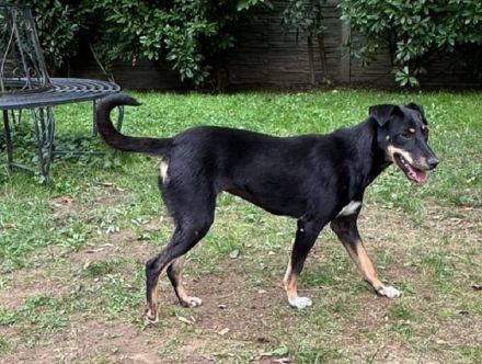 Kati, wer schenkt einer lieben, katzenverträglichen, agilen Hündin ein Zuhause,? 1,5J, 44cm