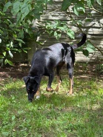 Kati, wer schenkt einer lieben, katzenverträglichen, agilen Hündin ein Zuhause,? 1,5J, 44cm