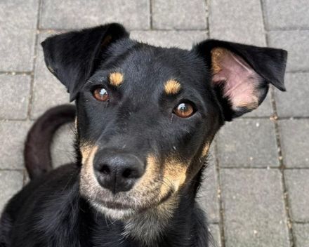 Kati, wer schenkt einer lieben, katzenverträglichen, agilen Hündin ein Zuhause,? 1,5J, 44cm