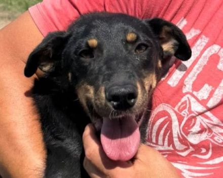 Kati, wer schenkt einer lieben, katzenverträglichen Hündin ein Zuhause, gerne Familie? 1,5J, 43cm