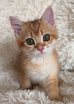 Süßes BKH-Kätzchen (Junge) - Kitten mit Champion-Stammbaum