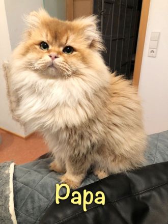 Süßes BKH-Kätzchen (Junge) - Kitten mit Champion-Stammbaum