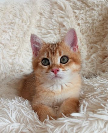Süßes BKH-Kätzchen (Junge) - Kitten mit Champion-Stammbaum