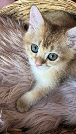 Süßes BKH-Kätzchen (Junge) - Kitten mit Champion-Stammbaum