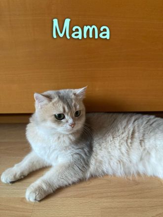 Süßes BKH-Kätzchen (Junge) - Kitten mit Champion-Stammbaum