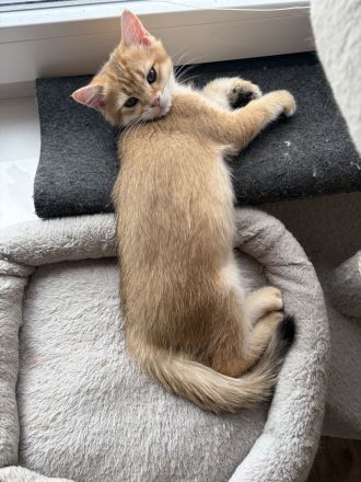Süßes BKH-Kätzchen (Junge) - Kitten mit Champion-Stammbaum