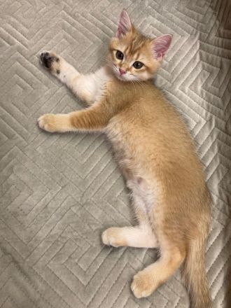 Süßes BKH-Kätzchen (Junge) - Kitten mit Champion-Stammbaum