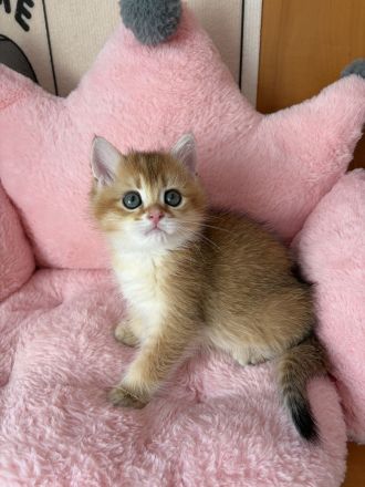 Süßes BKH-Kätzchen (Junge) - Kitten mit Champion-Stammbaum