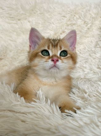 Süßes BKH-Kätzchen (Junge) - Kitten mit Champion-Stammbaum
