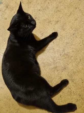 Lieber Kater sucht neues Zuhause