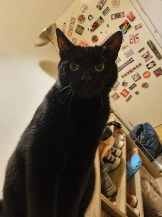 Lieber Kater sucht neues Zuhause