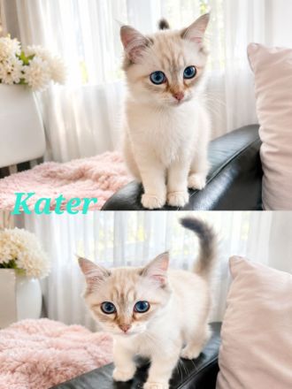 Noch 1 Ragdoll Kater /Kitten