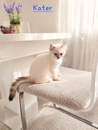 Noch 1 Ragdoll Kater /Kitten