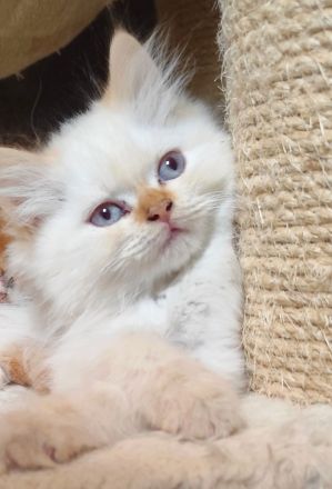 BKH und BLH Kitten abzugeben