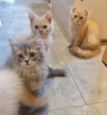 BKH und BLH Kitten abzugeben