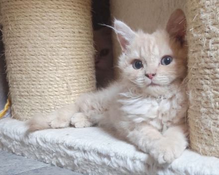 BKH und BLH Kitten abzugeben