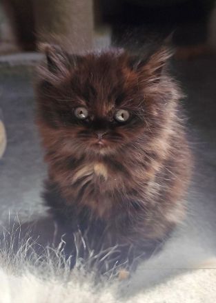 BKH und BLH Kitten abzugeben