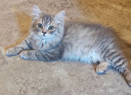 BKH und BLH Kitten abzugeben