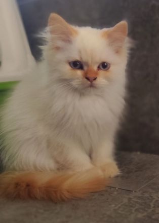 BKH und BLH Kitten abzugeben