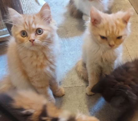 BKH und BLH Kitten abzugeben