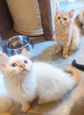BKH und BLH Kitten abzugeben
