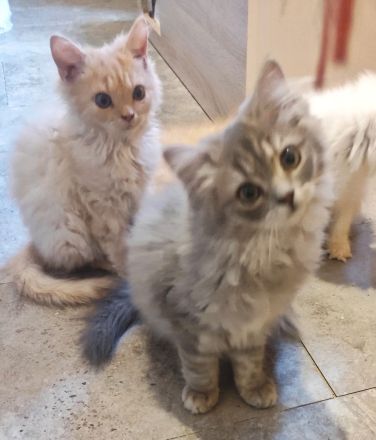 BKH und BLH Kitten abzugeben