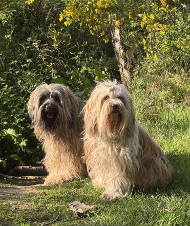 Tibet Terrier Welpen