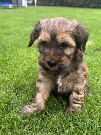 Tibet Terrier Welpen
