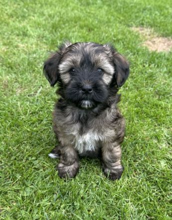 Tibet Terrier Welpen