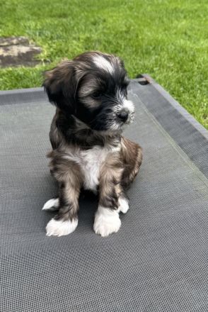 Tibet Terrier Welpen