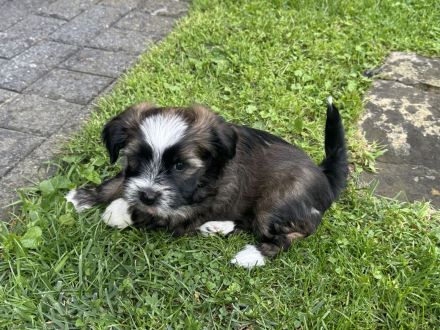 Tibet Terrier Welpen