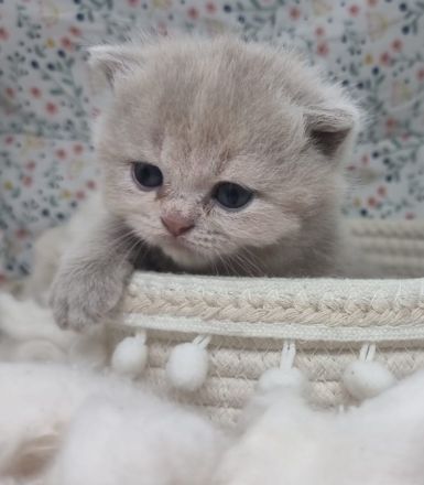 Wunderschöne British Shorthair Kitten aus liebevoller Hobbyzucht