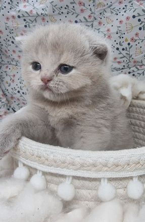 Wunderschöne British Shorthair Kitten aus liebevoller Hobbyzucht